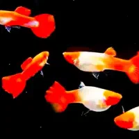 ماهی گوپی  کوی آلبینو