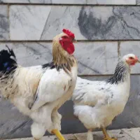 برهما مولد