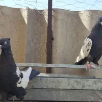 ماده سینه|پرنده|شیراز, نصر|دیوار