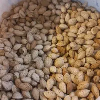 بادام محب شور