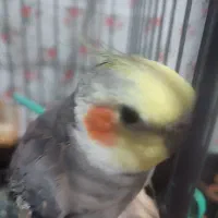 پرنده سینامون