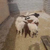 بره|حیوانات مزرعه|بهبهان, |دیوار