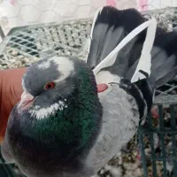 کبوتر|پرنده|محمدبار, |دیوار