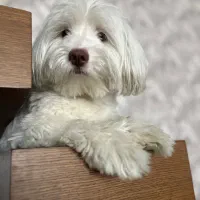 واگذاری موقت