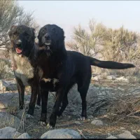 سگ قدر جونی گله ای  عکس اخری پد ر مادرش