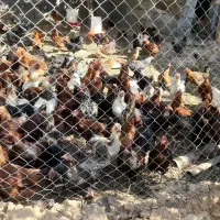 مرغ وخروس جوان