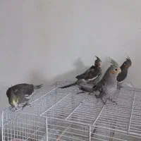 عروس هلندی رام