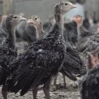 جوجه بوقلمون سینه پهن 40 روزه 500 گرمی