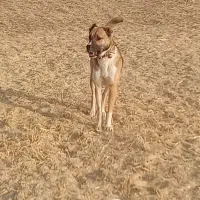 سگ قوچان|سگ|قوچان, |دیوار