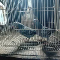 کبوتر المانی پلاکی|پرنده|مشهد, مشکینی (شهرک غرب)|دیوار