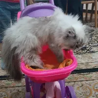 گربه پرشین مالین چهارماهه ماده