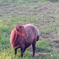 گوسفند ماده