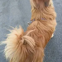 واگذاری شیتزو پامر|سگ|تهران, آبشار تهران (دریاچه)|دیوار