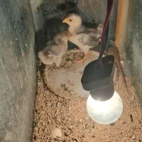 جوجه گلین|حیوانات مزرعه|زید آباد, |دیوار