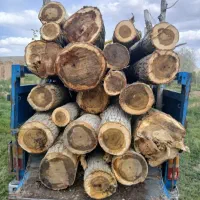 خرید انواع چوب قلمه و بید و گردو و..|خدمات باغبانی و درختکاری|چالدران, |دیوار