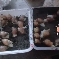 حلزون 25 عدد دانه ای 250 جفتی 500|خزنده|بم, |دیوار