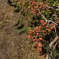 بهترین نهال های پسته موجود در نهالستان غرب