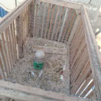 قفس|لوازم جانبی حیوانات|نقده, |دیوار