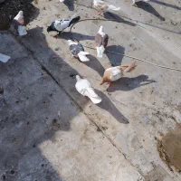 کبوتر|پرنده|تاکستان, |دیوار