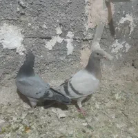 کفترسبز(پلاکی،مسافتی)