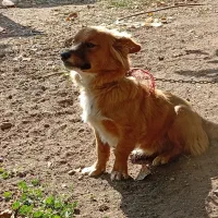 سگ پاکوتاه|سگ|قزوین, |دیوار