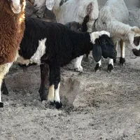 بره نر و ماده|حیوانات مزرعه|بافت, |دیوار