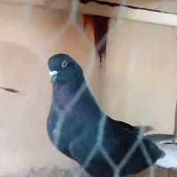 زاغ دم سفید