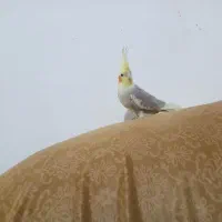 عروس هلندی دستی دستی نر|پرنده|مشهد, منزل آباد|دیوار