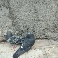 کبوتر|پرنده|یاسوج, |دیوار