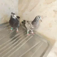 کبوتر|پرنده|محلات, |دیوار