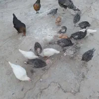 بوقلمون
