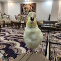 عکاس خیابانی