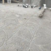 کفتر ملقی|پرنده|بم, |دیوار