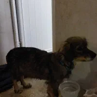 یک سگ پیدا شده|سگ|خمینی‌شهر, |دیوار