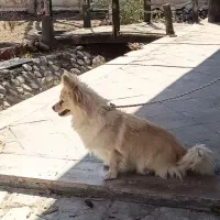 واگذار پاپی پاکوتا