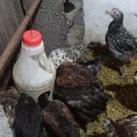 جوجه گلپایگانی