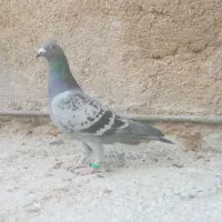 نردرجه یک هوایی