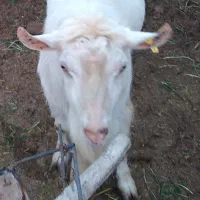 تکه سانن اصیل