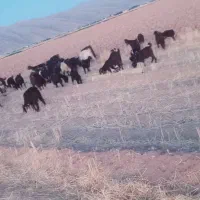 فروش و معاوضه بز با نیسان وانت|حیوانات مزرعه|ارژن, |دیوار