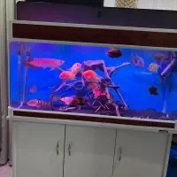 آکواریوم شرکتی ماهیران طول ۱۲۰|ماهی|کرج, آق تپه|دیوار