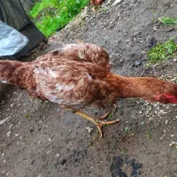 مرغ لاری اصل