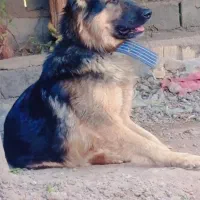 واگذاری سگ و معاوضه با سیا پلنگ کرمانی