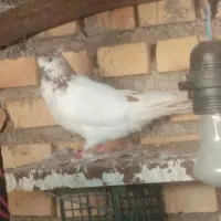 کبوتر