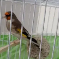 سهره|پرنده|مشهد, مقدم|دیوار