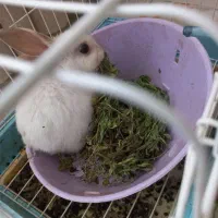 خرگوش مینیاتوری ۳ ماهه