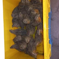 بلدرچین