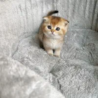 اسکاتیش دبل فولد گلد|گربه|شیراز, فرهنگ شهر|دیوار