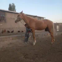 اسب|اسب و تجهیزات اسب‌سواری|مشهد, رباط طرق|دیوار