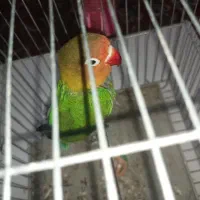 طوطی برزیلی ۷ ماهه