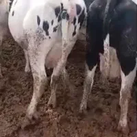 گاو فروشی شیر بالا|حیوانات مزرعه|اشترینان, |دیوار